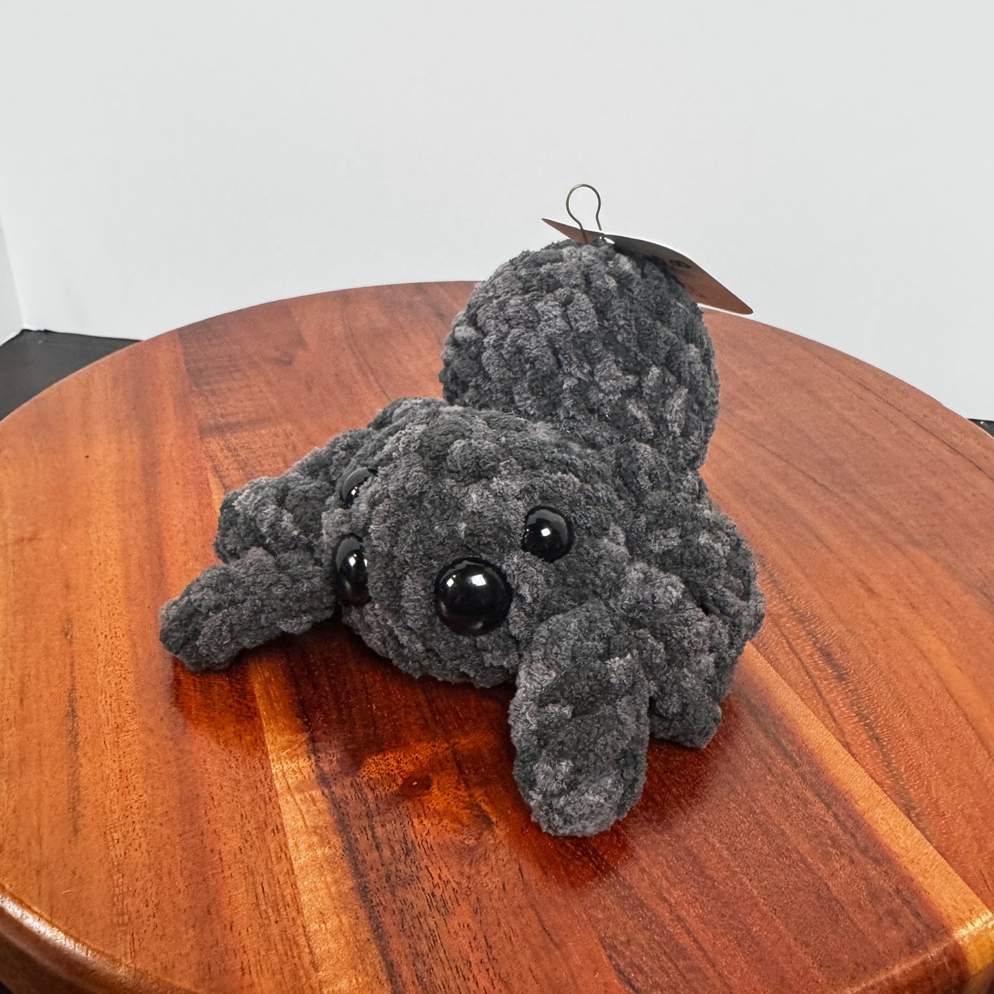 Friendly Jumping Spider