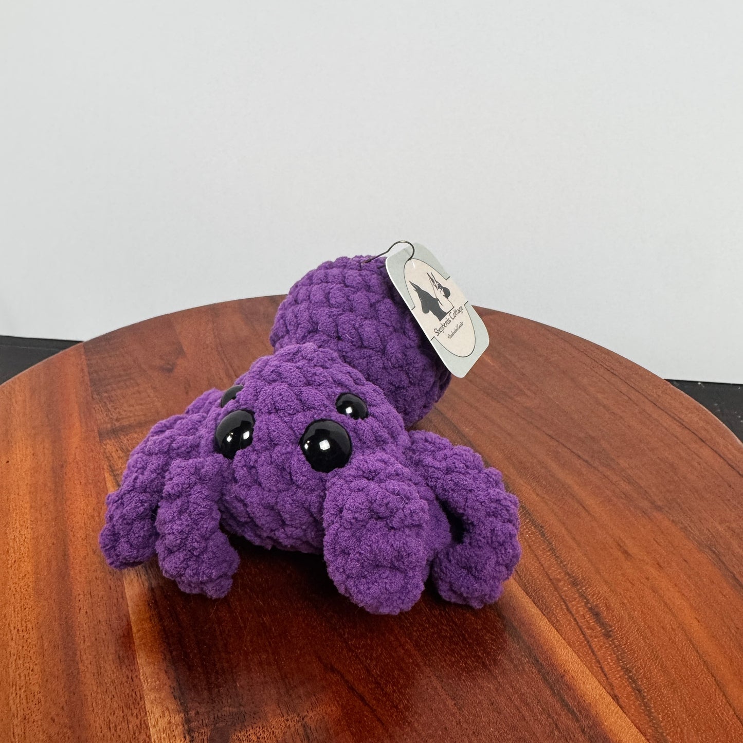 Friendly Jumping Spider