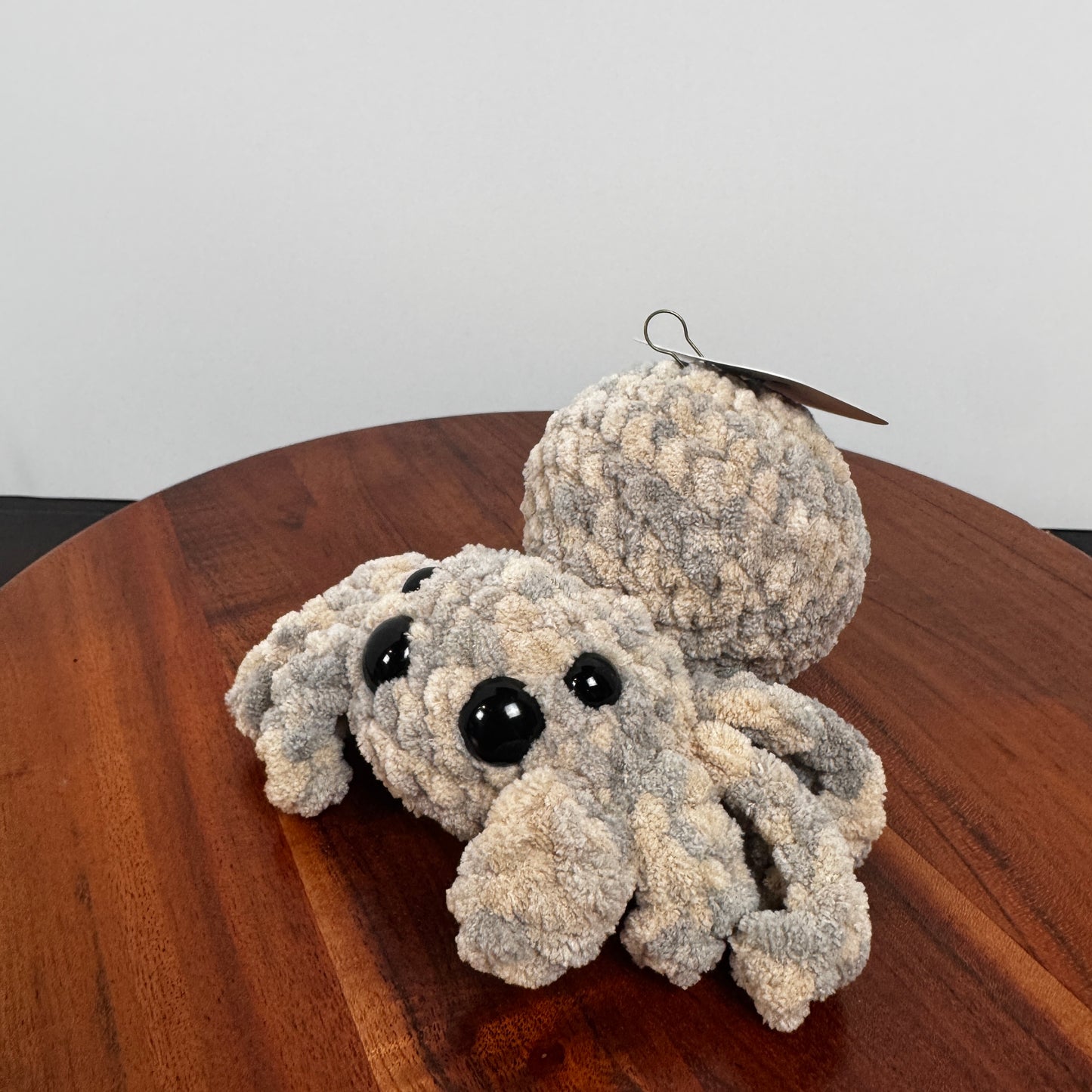 Friendly Jumping Spider